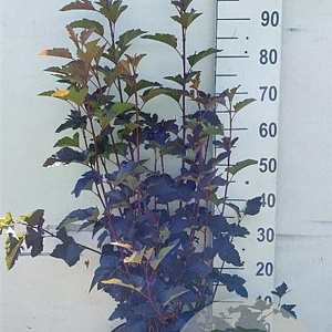 Physocarpus opulif. 'Diabolo' 80-100 cm 10L