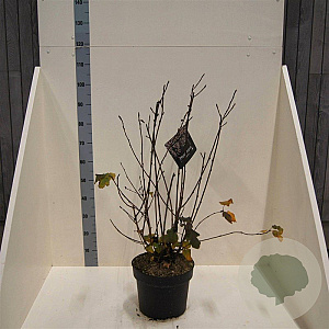 Physocarpus opulif. 'Diabolo' 80-100 cm 10L