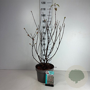 Viburnum bodn. 'Dawn' 80-100 cm 10L