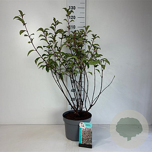 Viburnum bodn. 'Dawn' 80-100 cm 10L