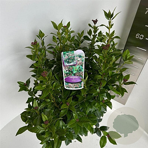 Viburnum tinus 40-50 cm 5,0L