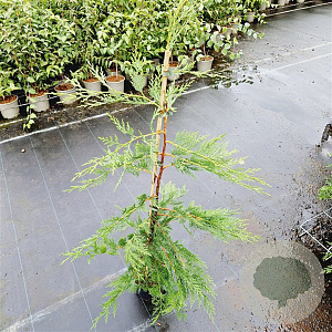 Cupressocyparis leylandii 100-125 cm 3,0L