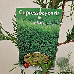 Cupressocyparis leylandii 100-125 cm 3,0L