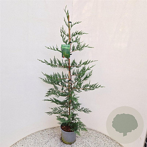 Cupressocyparis leylandii 100-125 cm 3,0L