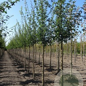 Acer campestre 10-12 HO draadkluit