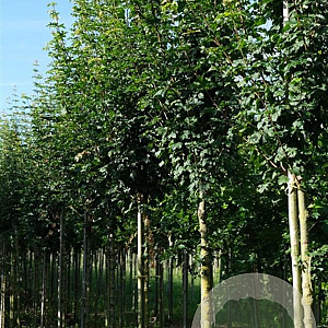 Acer campestre 'Fastigiatum' 14-16 HO draadkluit