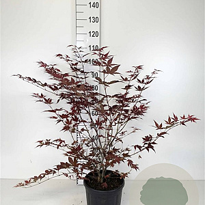Acer pal. 'Atropurpureum' 80-100 cm 10L
