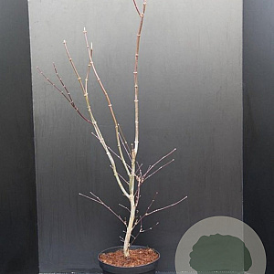 Acer pal. 'Atropurpureum' 80-100 cm 10L