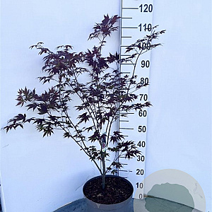 Acer pal. 'Atropurpureum' 80-100 cm 10L