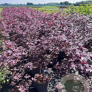 Acer pal. 'Atropurpureum' 80-100 cm 10L
