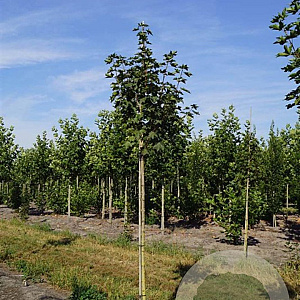 Acer plat. 'Emerald Queen' 10-12 HO draadkluit