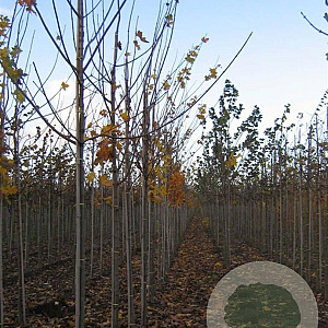 Acer plat. 'Emerald Queen' 12-14 HO draadkluit