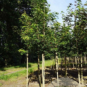 Acer pseudoplatanus 12-14 HO draadkluit