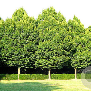 Carpinus betulus 200-250 cm wortelgoed