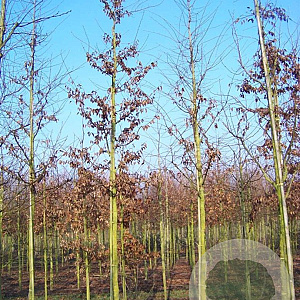 Carpinus betulus 12-14 HO draadkluit