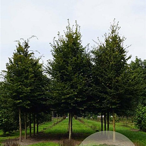 Carpinus betulus 20-25 HO draadkluit