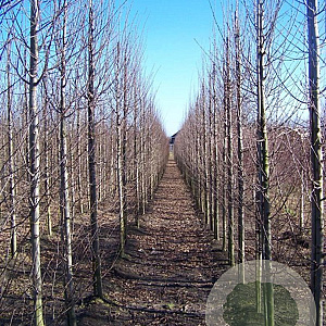 Carpinus bet. 'Fastigiata' 14-16 HO draadkluit geveerd