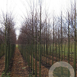 Cercidiphyllum japonicum 12-14 HO draadkluit