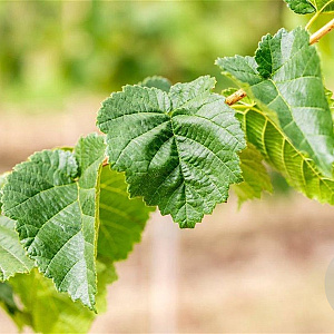 Corylus colurna 10-12 HO draadkluit