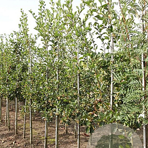 Crataegus persimilis 'Splendens' 6-8 HO draadkluit