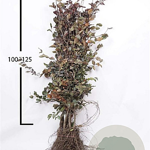 Fagus syl. 'Atropunicea' 100-125 cm wortelgoed