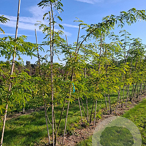Gleditsia triacanthos inermis 250-300 cm draadkluit meerstammig