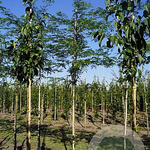 Gleditsia triacanthos inermis 10-12 HO draadkluit