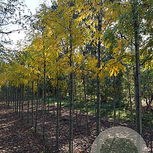 Gleditsia triac. 'Skyline' 12-14 HO draadkluit