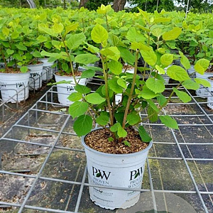 Hydrangea a. Pink Annabelle 30-40 cm 5,0L