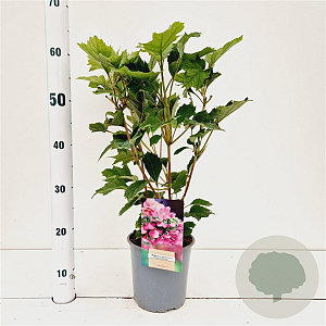 Hydrangea querc. 'Ruby Slippers' 30-40 cm 2,5L