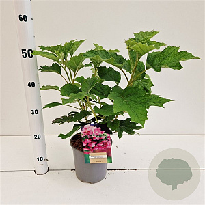 Hydrangea querc. 'Ruby Slippers' 30-40 cm 2,5L