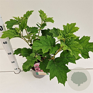 Hydrangea querc. 'Ruby Slippers' 30-40 cm 2,5L