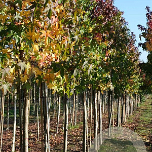 Liquidambar styraciflua 14-16 HO draadkluit