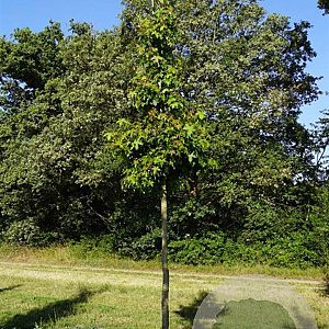 Liquidambar styraciflua 14-16 HO draadkluit
