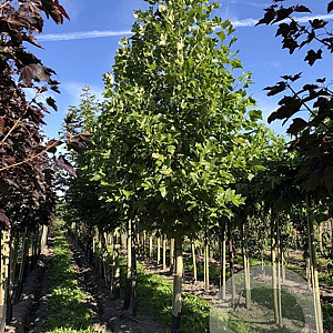 Liriodendron tulipifera 20-25 HO draadkluit