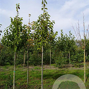 Magnolia kobus 12-14 HO draadkluit