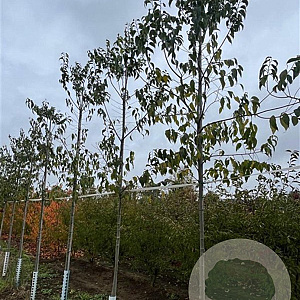 Magnolia kobus 12-14 HO draadkluit