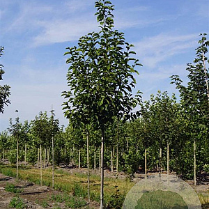 Magnolia kobus 14-16 HO draadkluit