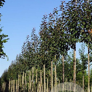 Malus 'Mokum' 12-14 HO draadkluit