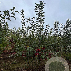 Malus 'Red Sentinel' 175-200 cm draadkluit meerstammig