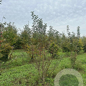 Malus 'Red Sentinel' 200-250 cm draadkluit meerstammig