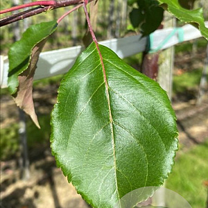 Malus 'Red Sentinel' 8-10 HO draadkluit