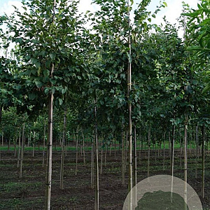 Ostrya carpinifolia 10-12 HO draadkluit