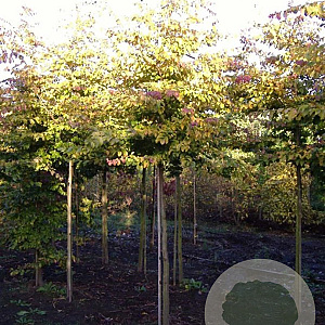 Parrotia persica 'Vanessa' 14-16 HO draadkluit