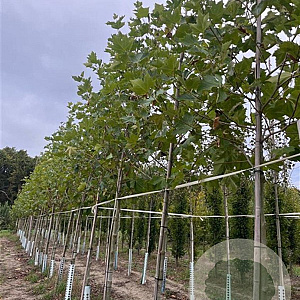 Platanus hispanica 16-18 HO draadkluit