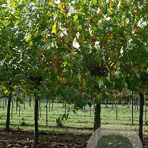 Platanus hispanica 20-25 HO draadkluit