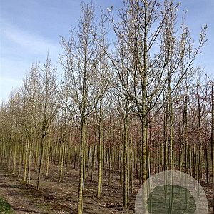 Pyrus calleryana 'Chanticleer' 20-25 HO draadkluit