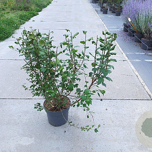 Ribes alpinum 80-100 cm 10L