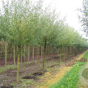 Salix alba 'Chermesina' 25-30 HO draadkluit
