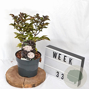 Sambucus nigra Black Tower 30-40 cm 3,0L